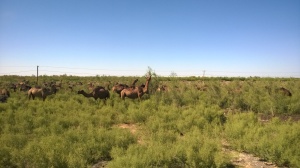 Unsere ersten Kamele - oder sind es Dromedare finden hier viel zu fressen