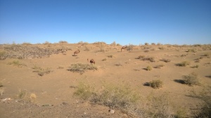 Kamele auf der Weide